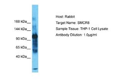 SMCR8 Rabbit anti-Human, Polyclonal, Novus Biologicals 0.1 mL | Buy Online | Novus Biologicals | Fisher Scientific